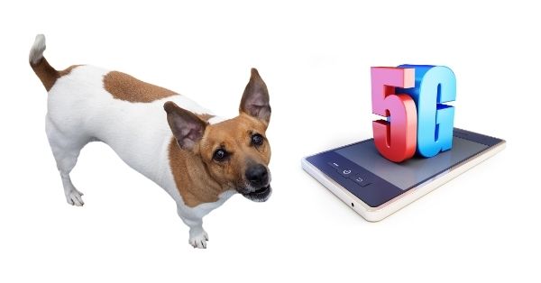 Can WiFi or 5G Affect Dogs_